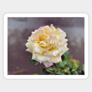 Yellow Rose in Spring Rain Sticker